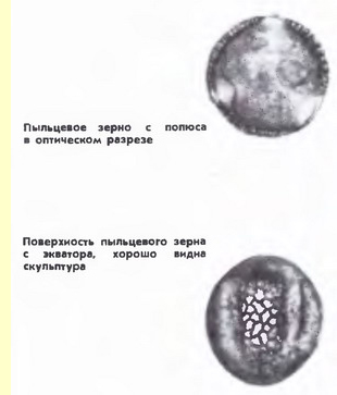 Сирень обыкновенная (Syringa vulgaris L)-пыльцевые зерна Сирень обыкновенная (Syringa vulgaris L)-пыльцевые зерна